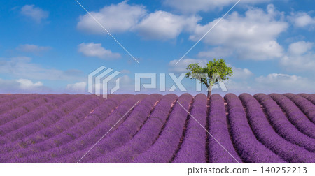 Lone tree standing among endless lavender rows beneath drifting white clouds. Lush Provence field blooming in brilliant purple under a blue sky. Picturesque summer countryside stretching the horizon Lone tree standing among endless lavender rows beneath drifting white clouds. Lush Provence field blooming in brilliant purple under a blue sky. Picturesque summer countryside stretching the horizon 140252213