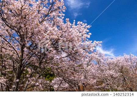 The scenery of the Sanosakura cherry blossoms in the central area of Sakura-no-Sato Prefectural Forest Park, located at the foot of the southern slope of Mt. Myogi in Kami-Kosaka, Shimonita-machi, Kanra-gun, Gunma Prefecture. The scenery of the Sanosakura cherry blossoms in the central area of Sakura-no-Sato Prefectural Forest Park, located at the foot of the southern slope of Mt. Myogi in Kami-Kosaka, Shimonita-machi, Kanra-gun, Gunma Prefecture. 140252314