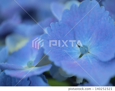 六月盛開的五彩繡球花 六月盛開的五彩繡球花 140252321