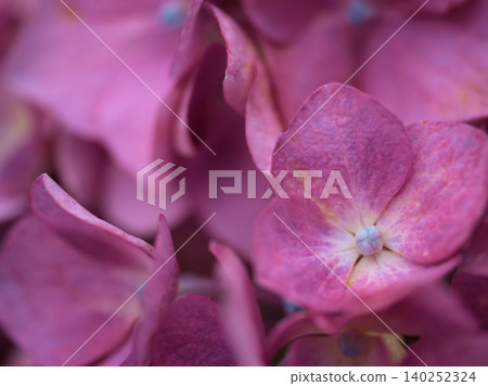 六月盛開的五彩繡球花 六月盛開的五彩繡球花 140252324
