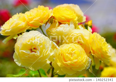 Yellow roses shining in the early summer sunlight. Yellow roses shining in the early summer sunlight. 140252341