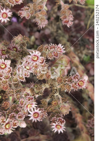 Blooming Sempervivum Houseleek Succulent Flowers Closeup Blooming Sempervivum Houseleek Succulent Flowers Closeup 140252374