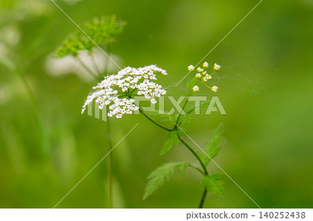 Anise flower field. Food and drinks ingredient. Fresh medicinal plant. Seasonal background. Blooming anise field background Anise flower field. Food and drinks ingredient. Fresh medicinal plant. Seasonal background. Blooming anise field background 140252438