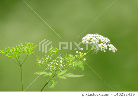 Anise flower field. Food and drinks ingredient. Fresh medicinal plant. Seasonal background. Blooming anise field background Anise flower field. Food and drinks ingredient. Fresh medicinal plant. Seasonal background. Blooming anise field background 140252439