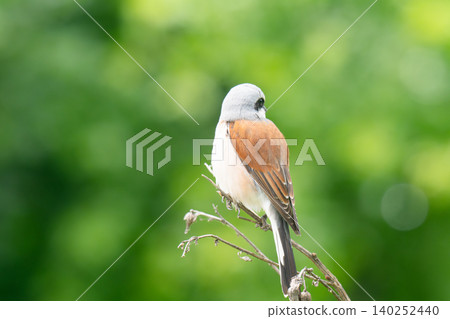 Red-backed Shrike; Lanius collurio Red-backed Shrike; Lanius collurio 140252440