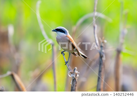 Red-backed Shrike; Lanius collurio Red-backed Shrike; Lanius collurio 140252446