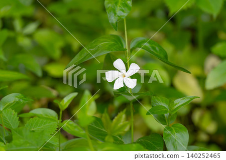 Beautiful white flower blooming amidst green foliage, symbolizing purity and tranquility. 140252465