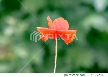 Red poppy 140252469