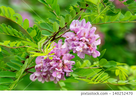 Beautiful Rose Acacia, Robinia pseudoacacia, Blooming in the Spring Garden. Robinia Viscosa close up. Beautiful Rose Acacia, Robinia pseudoacacia, Blooming in the Spring Garden. Robinia Viscosa close up. 140252470
