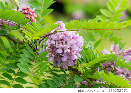 Beautiful Rose Acacia, Robinia pseudoacacia, Blooming in the Spring Garden. Robinia Viscosa close up. Beautiful Rose Acacia, Robinia pseudoacacia, Blooming in the Spring Garden. Robinia Viscosa close up. 140252471