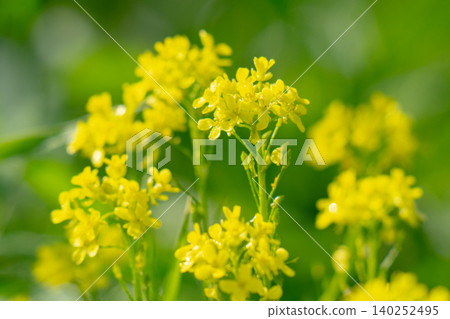 Rapeseed field Rapeseed field 140252495