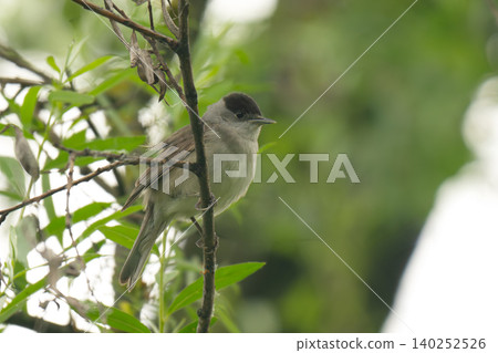 Closeup of a Eurasian blackcap bird, Sylvia atricapilla, perching Closeup of a Eurasian blackcap bird, Sylvia atricapilla, perching 140252526