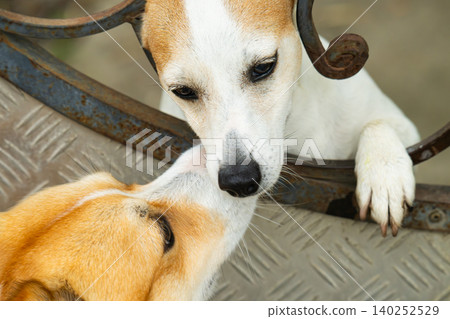 A dog pokes its nose through a decorative A dog pokes its nose through a decorative 140252529