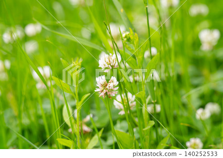 White clover blossoms White clover blossoms 140252533