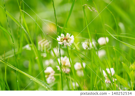 White clover blossoms White clover blossoms 140252534
