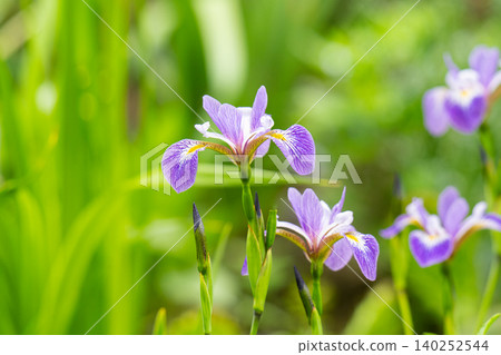 beautiful purple Siberian Iris flowers in a sunny garden. Also known as Siberian 140252544