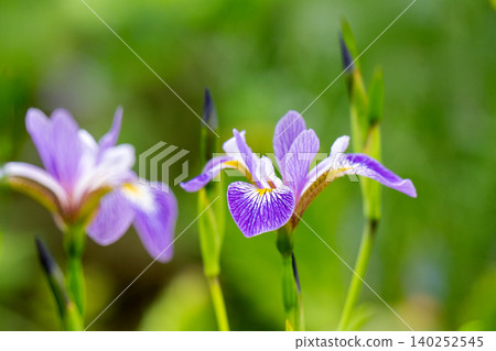 beautiful purple Siberian Iris flowers in a sunny garden. Also known as Siberian 140252545