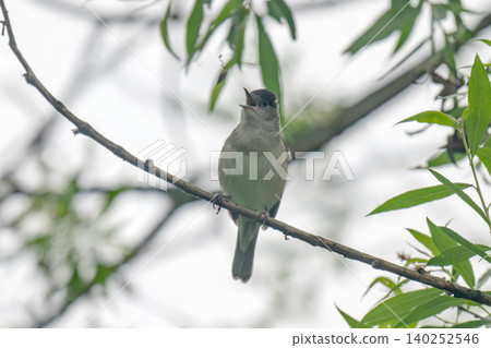 Closeup of a Eurasian blackcap bird, Sylvia atricapilla, perching Closeup of a Eurasian blackcap bird, Sylvia atricapilla, perching 140252546