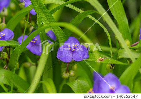 Tradescantia , purple heart blooms Tradescantia , purple heart blooms 140252547