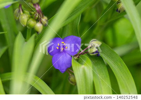 Tradescantia , purple heart blooms Tradescantia , purple heart blooms 140252548