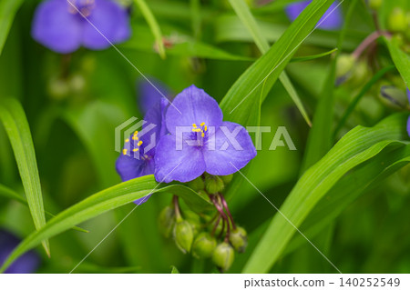 Tradescantia , purple heart blooms Tradescantia , purple heart blooms 140252549