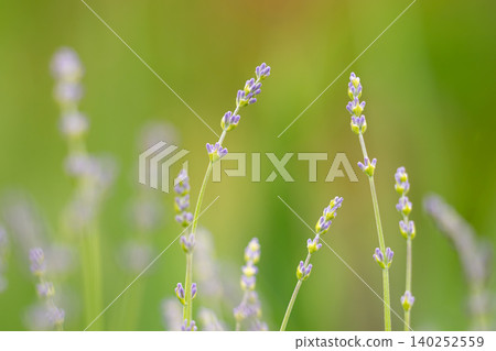 Macro closeup of lavender blue purple flowers and blurry bokeh background Macro closeup of lavender blue purple flowers and blurry bokeh background 140252559