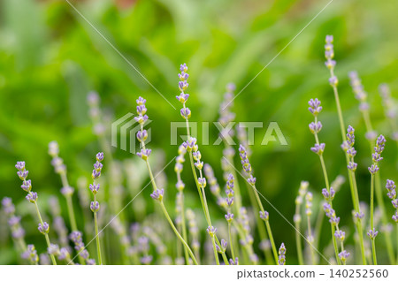 Macro closeup of lavender blue purple flowers and blurry bokeh background Macro closeup of lavender blue purple flowers and blurry bokeh background 140252560