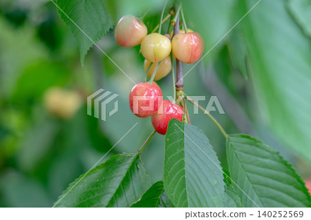 Cherry tree branch with fruits growing Cherry tree branch with fruits growing 140252569