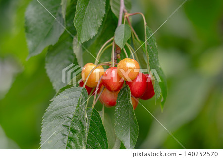 Cherry tree branch with fruits growing Cherry tree branch with fruits growing 140252570