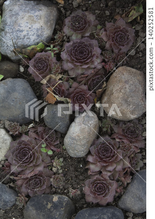 Dark Purple Sempervivum Succulent Rosettes Among Garden Stones 140252581