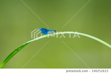 Blue-winged demoiselle Blue-winged demoiselle 140252615