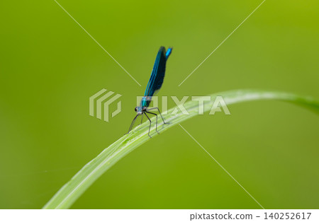 Blue-winged demoiselle Blue-winged demoiselle 140252617