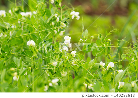 Flowering pea plant. White flowers closeup. Flower of pea plant close up. Natural green pea plants as spring background Flowering pea plant. White flowers closeup. Flower of pea plant close up. Natural green pea plants as spring background 140252618