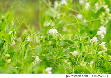 Flowering pea plant. White flowers closeup. Flower of pea plant close up. Natural green pea plants as spring background Flowering pea plant. White flowers closeup. Flower of pea plant close up. Natural green pea plants as spring background 140252621