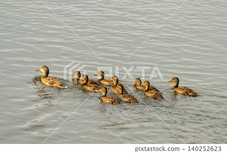 Cute little duckling swimming alone in a lake or river Cute little duckling swimming alone in a lake or river 140252623