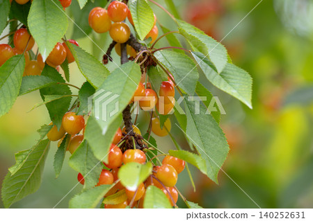 Cherry tree branch with fruits growing Cherry tree branch with fruits growing 140252631