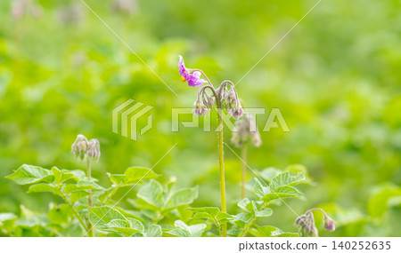 Blooming potatoes .Pink purple flowers Blooming potatoes .Pink purple flowers 140252635