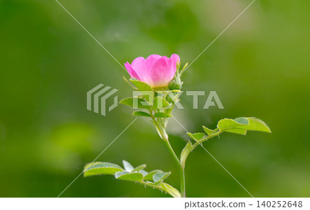 Blooming rosehip flower, beautiful pink flower on a bush branch. Beautiful natural background Blooming rosehip flower, beautiful pink flower on a bush branch. Beautiful natural background 140252648