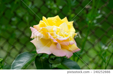 Yellow rose close-up in the garden. Beauty and tenderness, holiday. 140252666