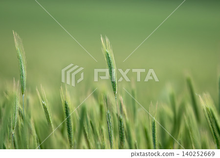 Green barley (cereal) field for abstract nature background. Green barley (cereal) field for abstract nature background. 140252669