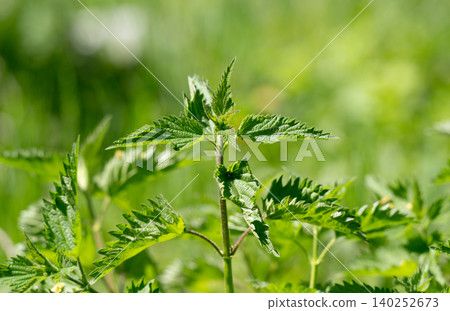 Nettle with  green leaves. 140252673