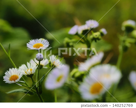 Himejoon flower Himejoon flower 140252769