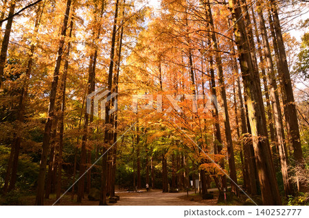 Metasequoia Metasequoia 140252777