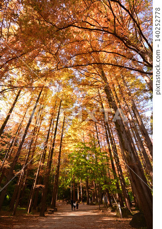 Metasequoia Metasequoia 140252778