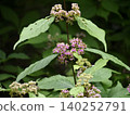 Murasakusibi花 140252791