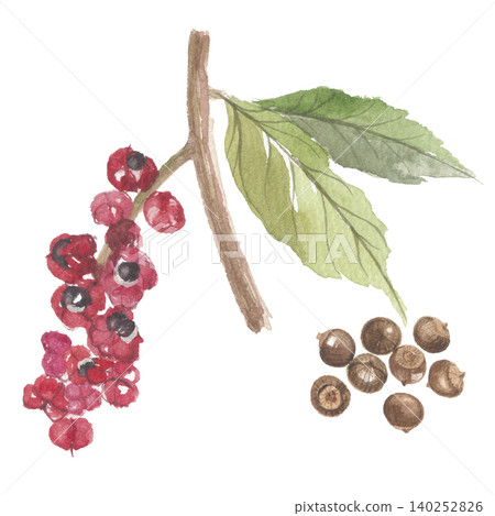 Watercolor painting of guarana fruit and seeds Watercolor painting of guarana fruit and seeds 140252826