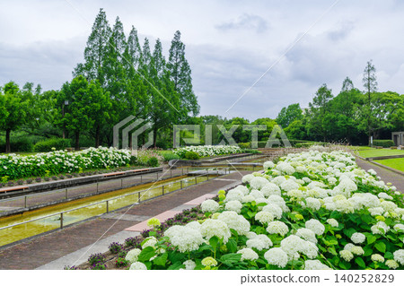 A park with beautiful white hydrangeas after the rain (Arakogawa Park, Nagoya City) A park with beautiful white hydrangeas after the rain (Arakogawa Park, Nagoya City) 140252829