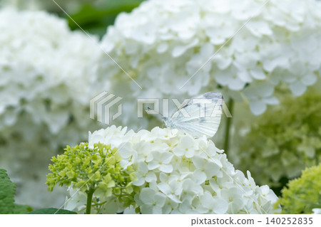 Annabelle hydrangeas in full bloom and cabbage white butterflies 140252835