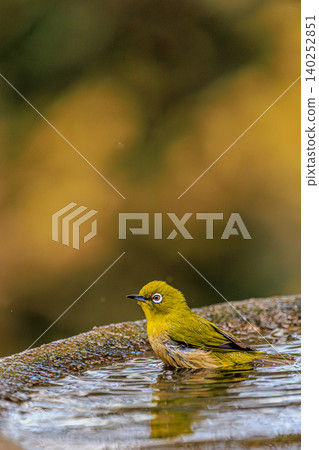 A Japanese white-eye bird standing by the moist waterside. A Japanese white-eye bird standing by the moist waterside. 140252851