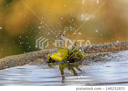 A Japanese white-eye bird takes a bath, creating a spectacular splash. A Japanese white-eye bird takes a bath, creating a spectacular splash. 140252855
